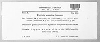 Puccinia scandica image